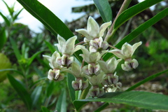 Gomphocarpus physocarpus