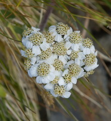 Achillea