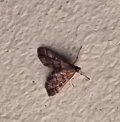 Nacoleia