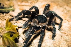Acanthoscurria