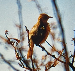 Cisticola