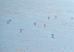 Anarhynchus frontalis