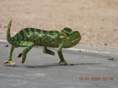 Chamaeleo zeylanicus