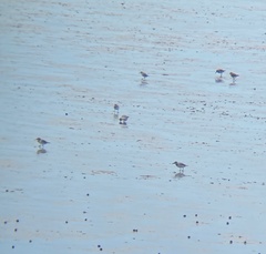 Anarhynchus frontalis