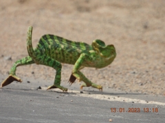 Chamaeleo zeylanicus