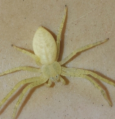 Philodromus albidus