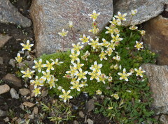Saxifraga bryoides