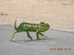 Chamaeleo zeylanicus