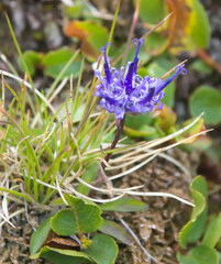 Phyteuma hemisphaericum