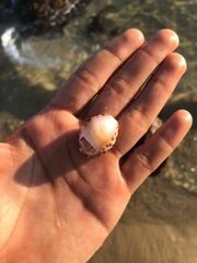 Pseudozonaria arabicula