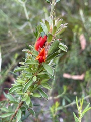 Pultenaea tuberculata