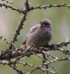 Phoenicurus ochruros gibraltariensis