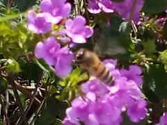Apis mellifera