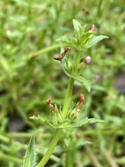 Gratiola pubescens