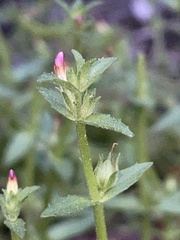 Gratiola pubescens