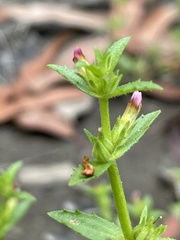 Gratiola pubescens