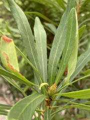 Telopea mongaensis