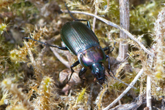 Poecilus