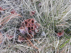 Nucifraga caryocatactes