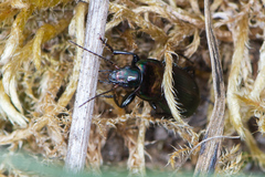 Poecilus