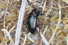 Poecilus