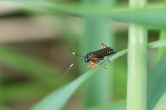Hymenoptera
