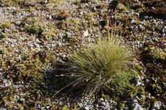 Oreochloa disticha