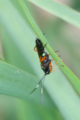 Hymenoptera