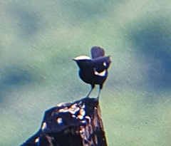 Myrmecocichla arnotti