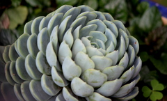 Echeveria elegans
