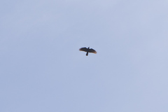 Corvus frugilegus