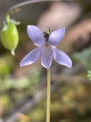 Viola sieberiana