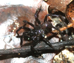 Hebestatis theveneti