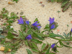 Echium gaditanum