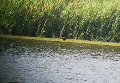 Milvus migrans migrans