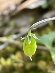 Viola sieberiana