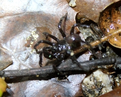 Hebestatis theveneti