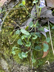 Viola sieberiana