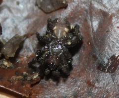 Hebestatis theveneti