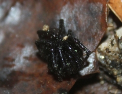 Hebestatis theveneti