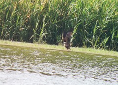 Milvus migrans migrans