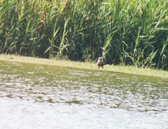 Milvus migrans migrans