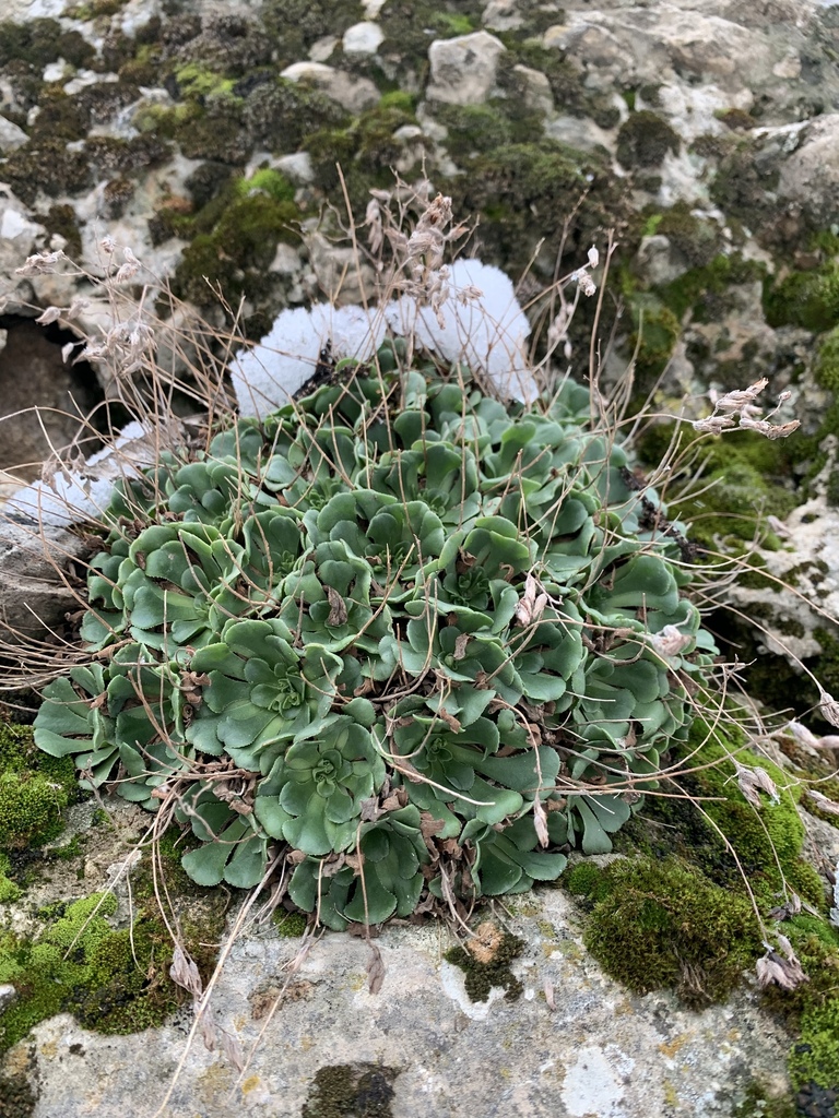 Rosularia