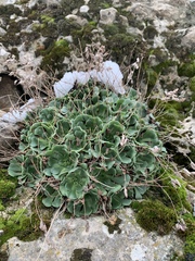 Rosularia sempervivum