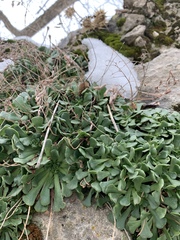 Rosularia sempervivum
