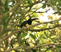 Pteroglossus aracari