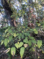 Paederia foetida