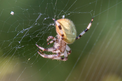 Araneus quadratus