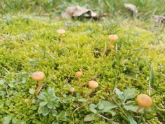 Galerina graminea