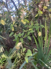 Paederia foetida